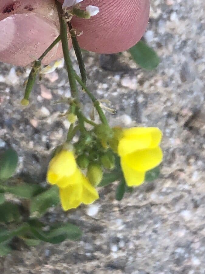 Diplotaxis virgata 2