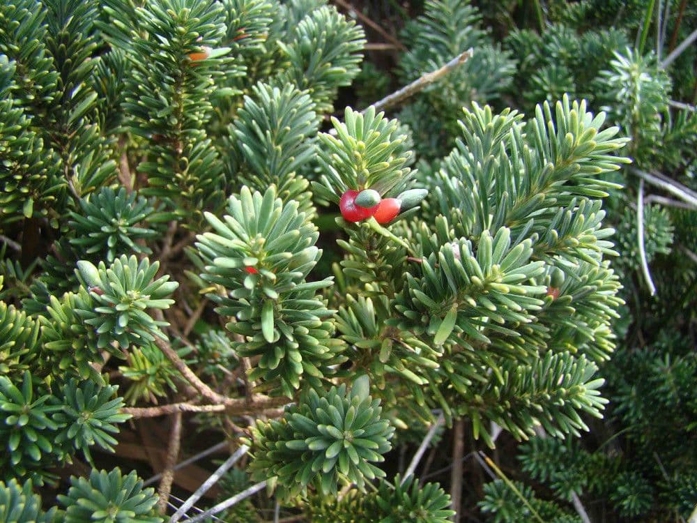 Podocarpus 10