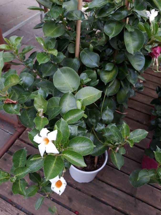 Chilenischer Jasmin 19