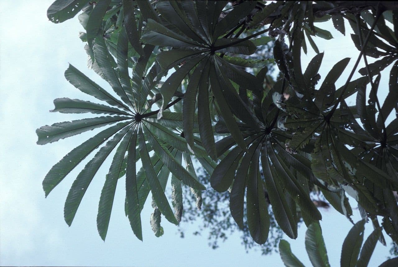 Cecropia 3