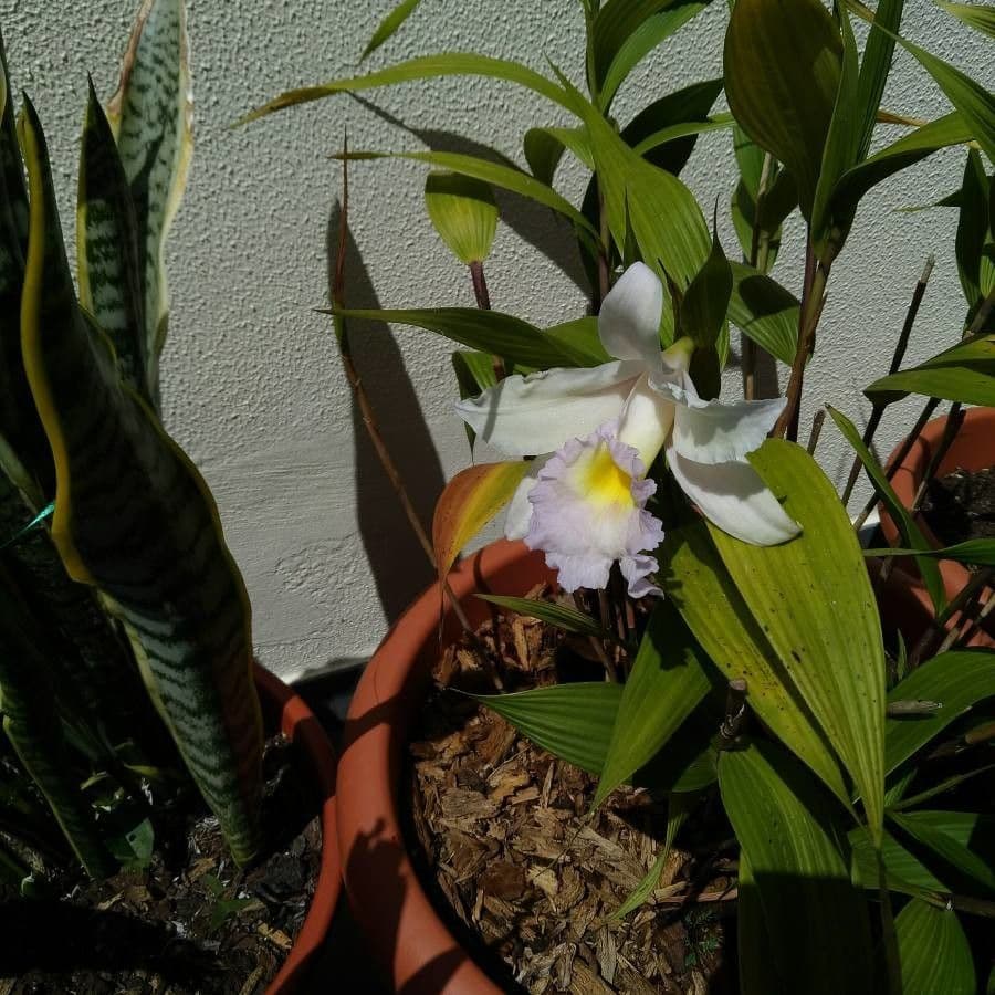 Sobralia 5