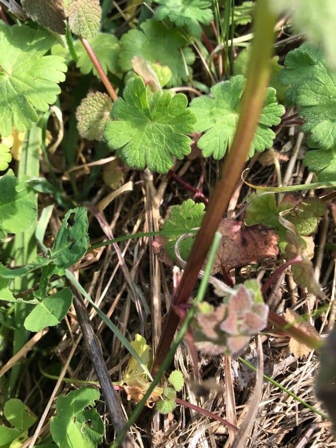 Falsa ortiga 22