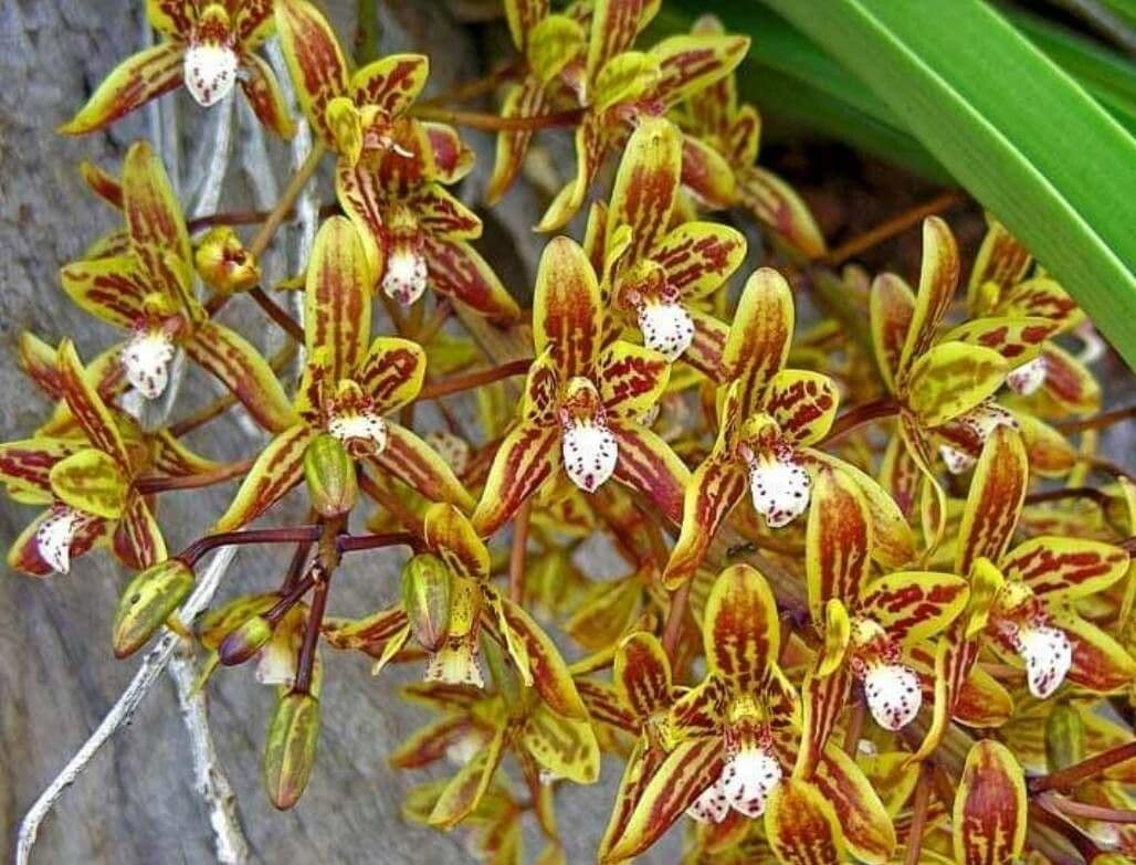 Cymbidium