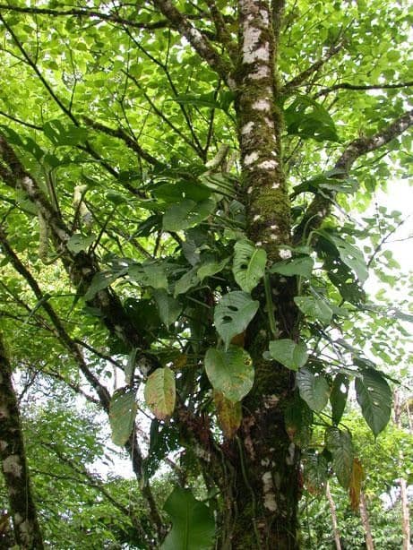 Monstera adansonii 30