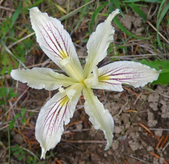 Iris 3