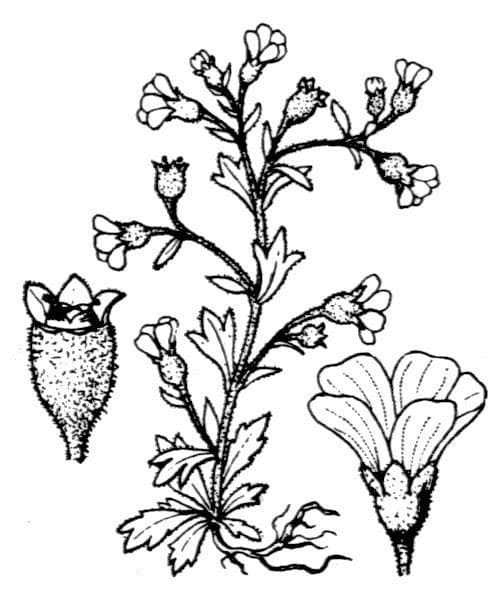Aufsteigendes Steinbrech 20
