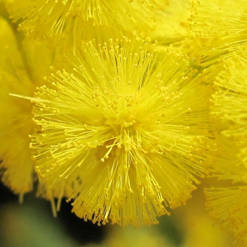 Mimosa 15