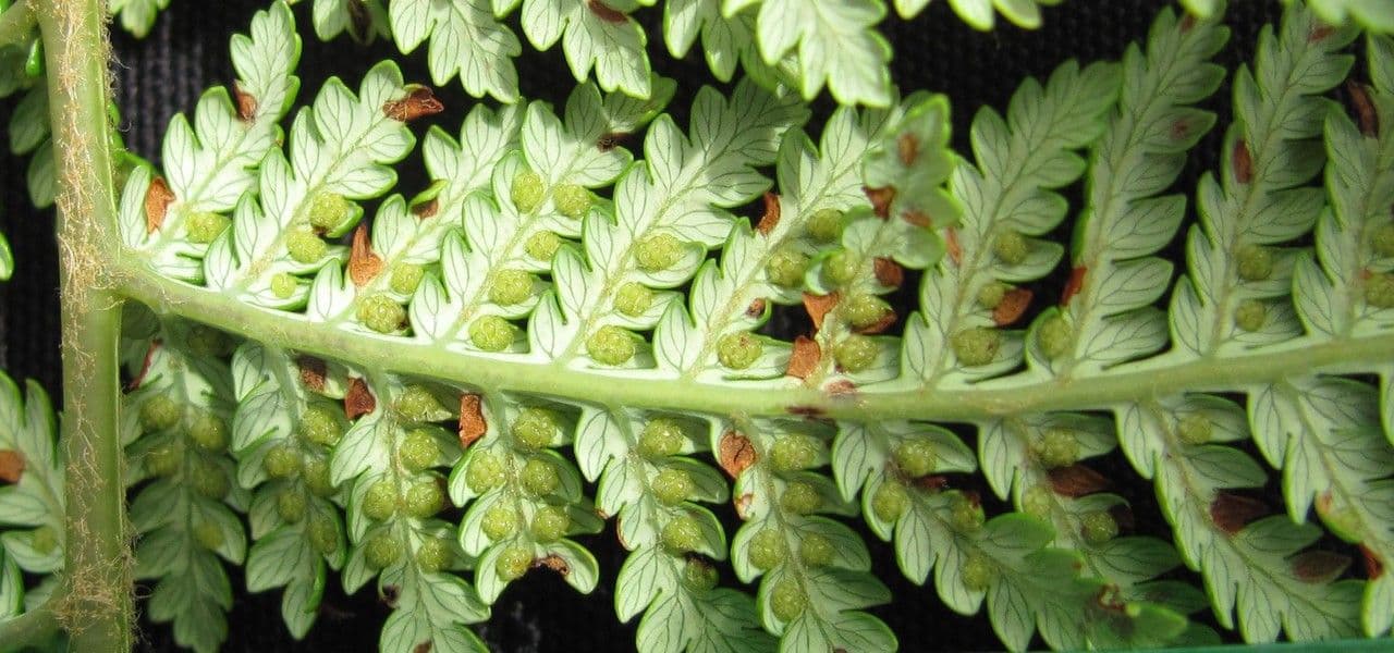 Lophosoria quadripinnata 15
