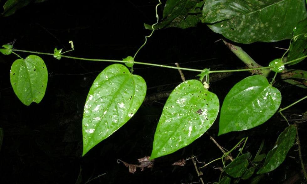 Passiflora 14