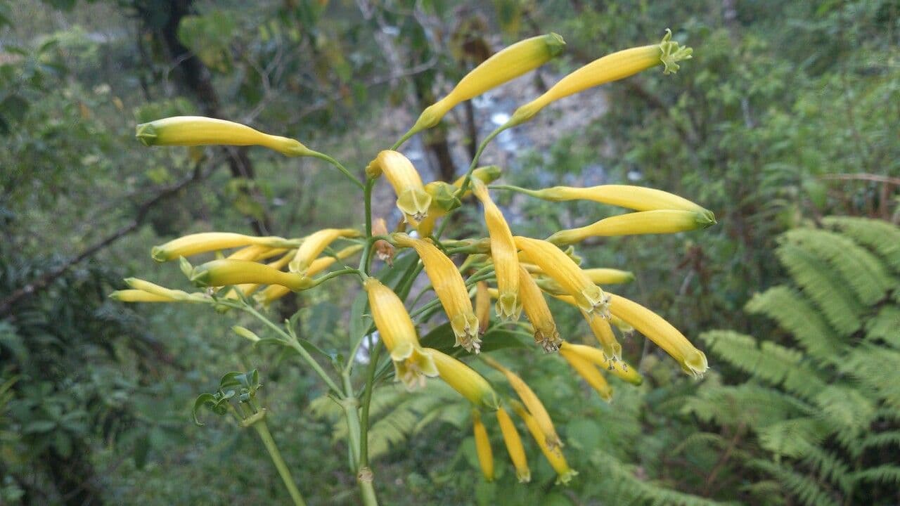 Lisianthius 2