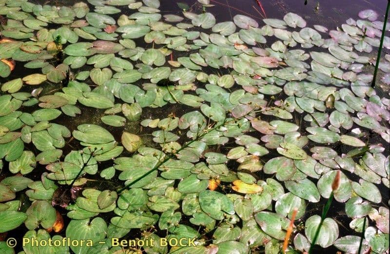 Caldesia parnassifolia 7