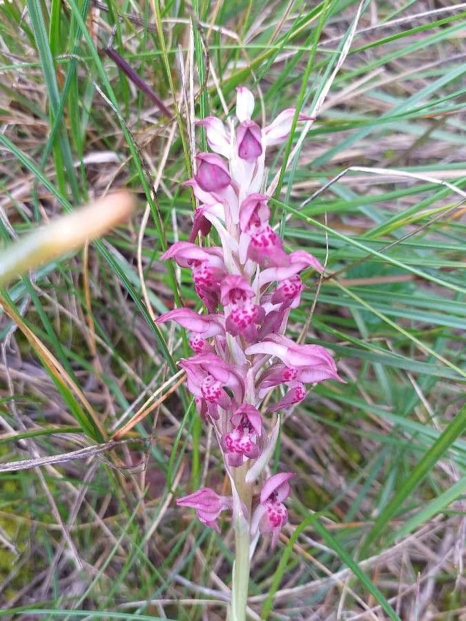 Orchide cimicina 9