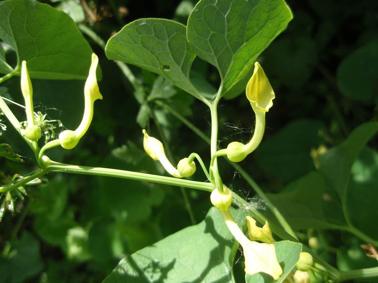 Osterluzei 29