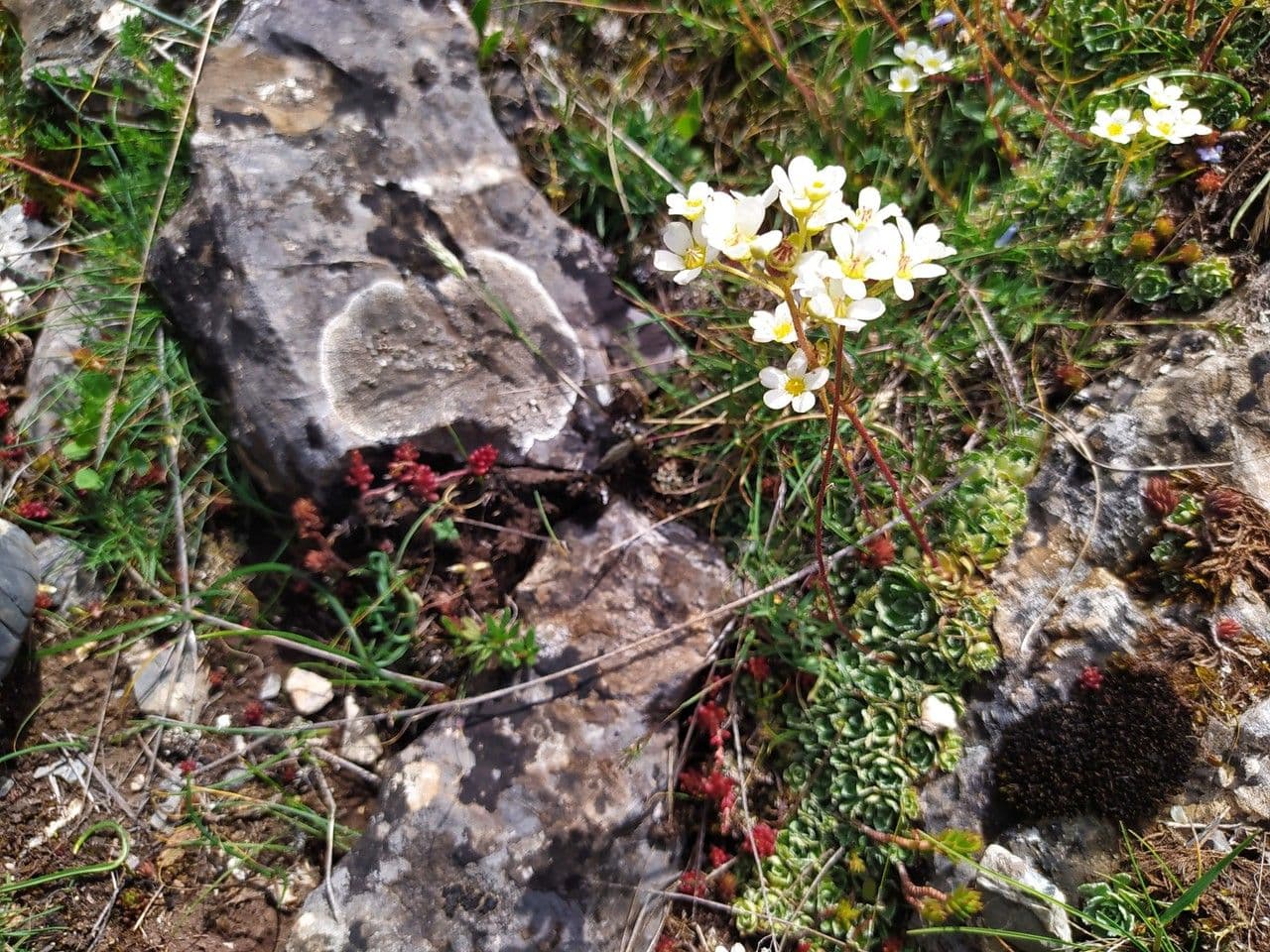 Saxifrage paniculée 24