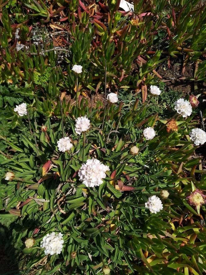 Armeria ruscinonensis 4