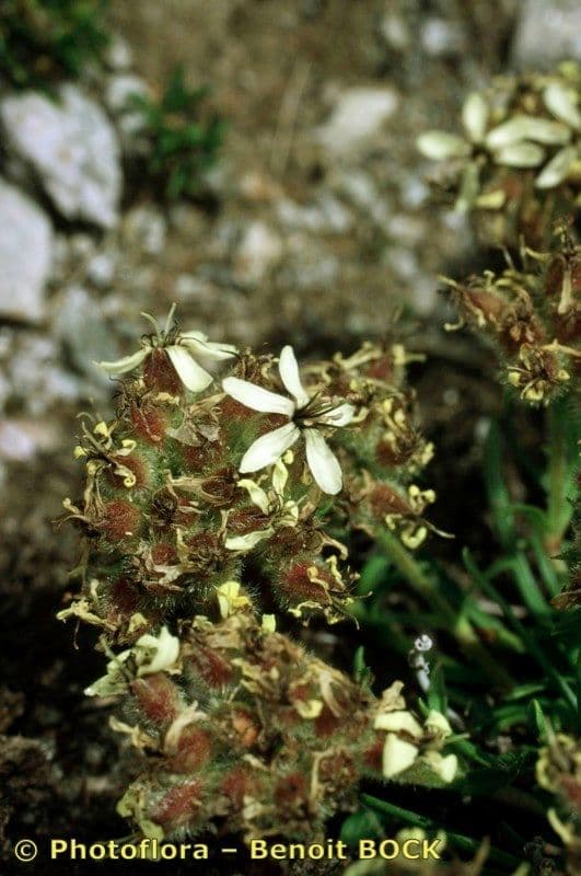 Saponaria gialla 17