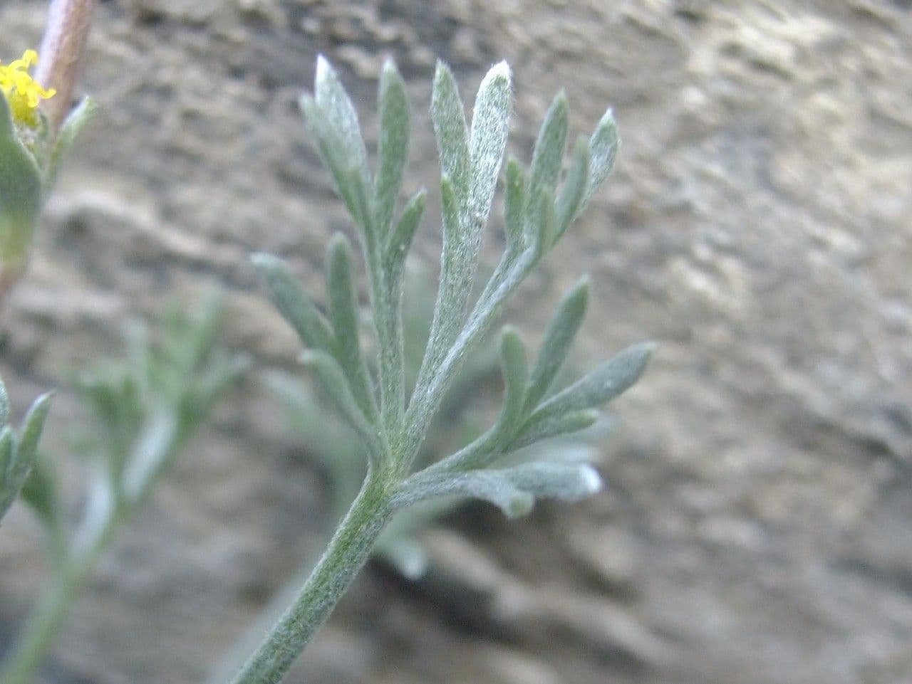 Artemisia a ombrella 15