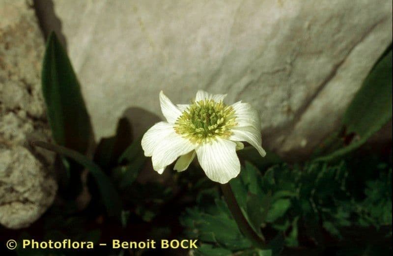 Callianthemum coriandrifolium 19