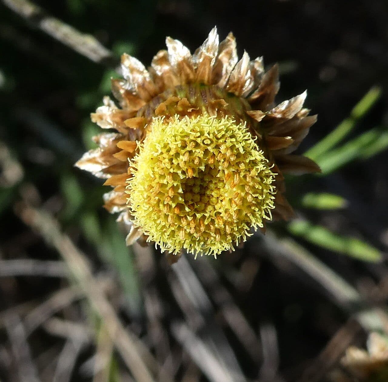 Felsen-Steinimmortelle 8