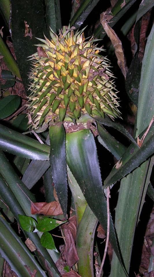 Aechmea 4