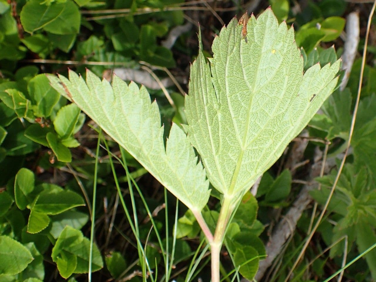 Meduňka lékařská 16