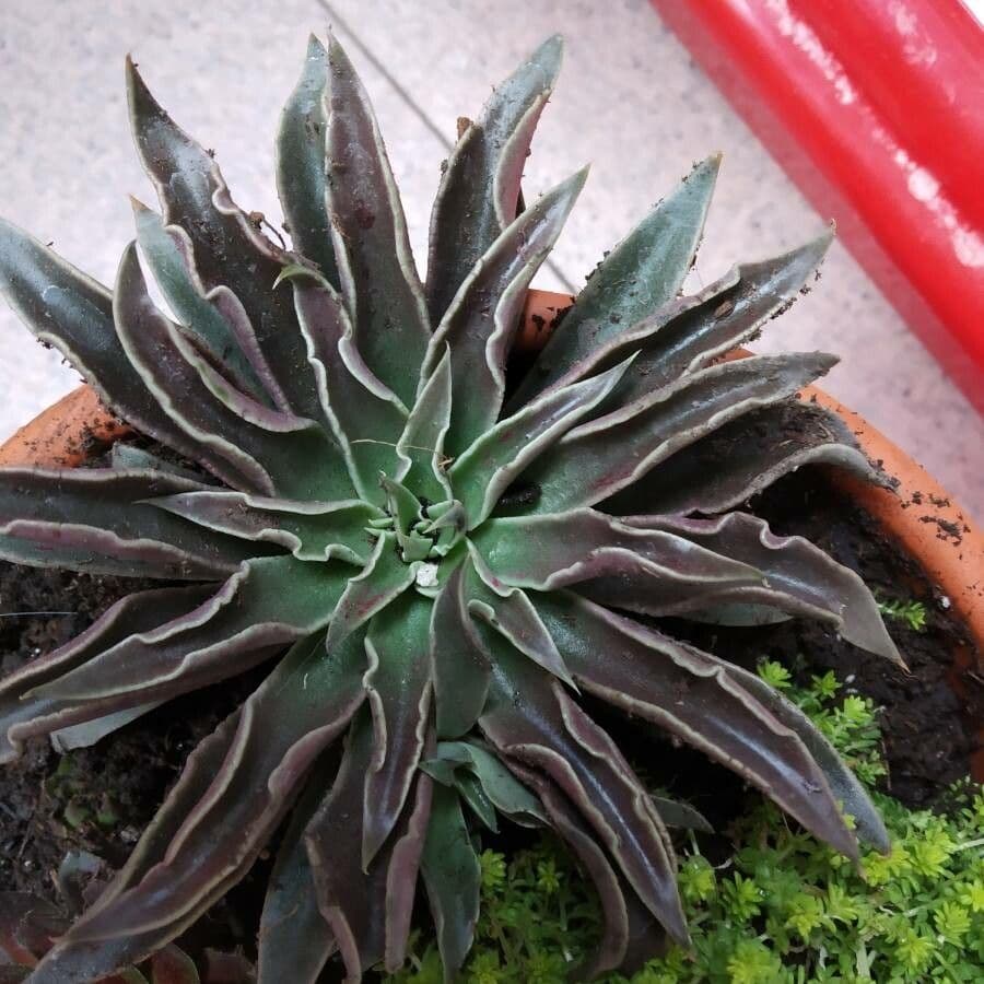 Echeveria 3