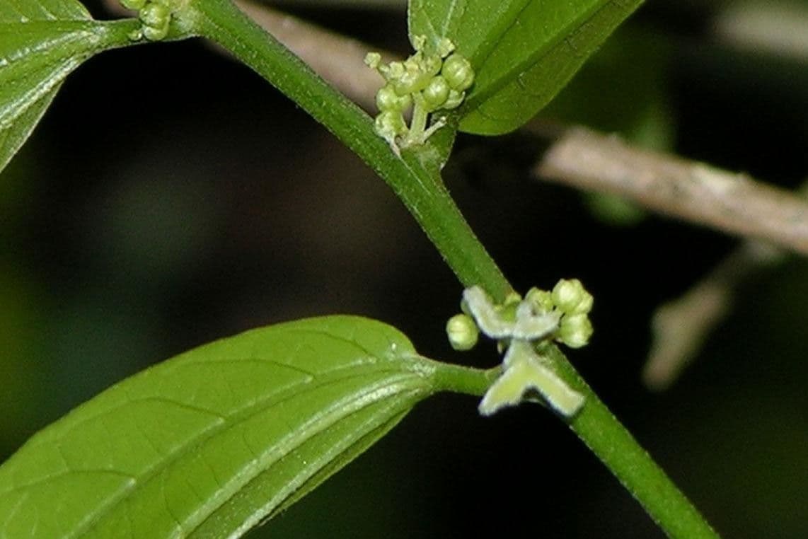 Celtis iguanaea 24