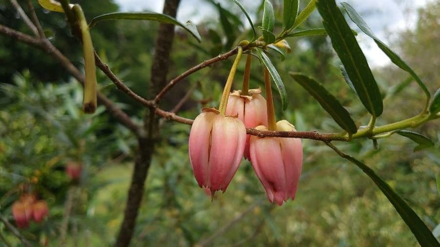 Dubouzetia 7
