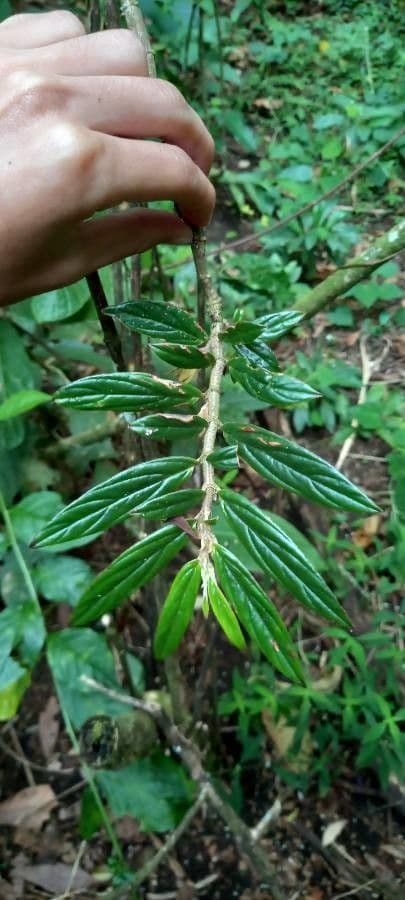 Columnea 6