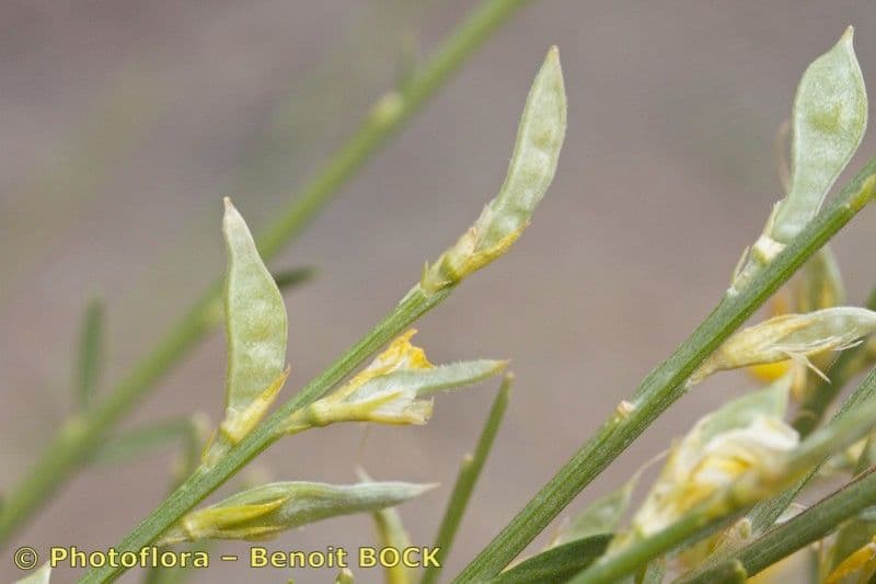 Ginestra 27