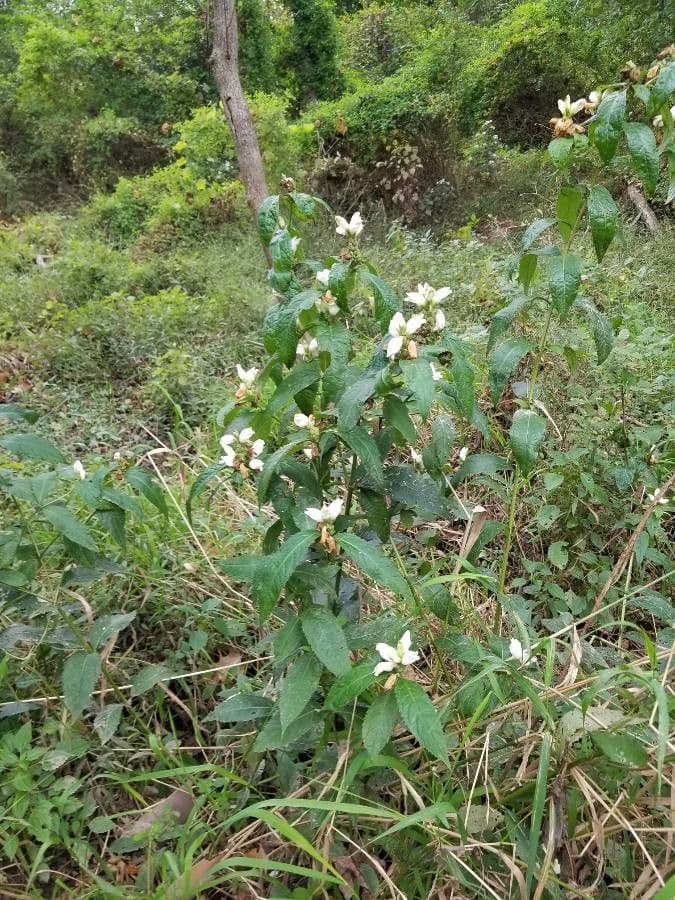 Chelone glabra 11