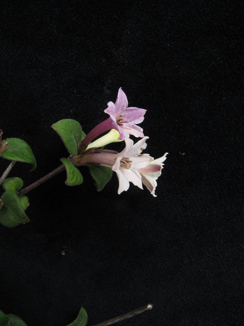 Leptodermis Stapfa 3