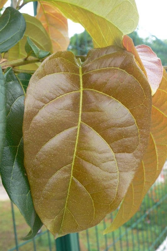 Combretum 12