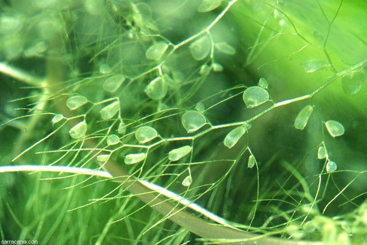 Utricularia foliosa 2