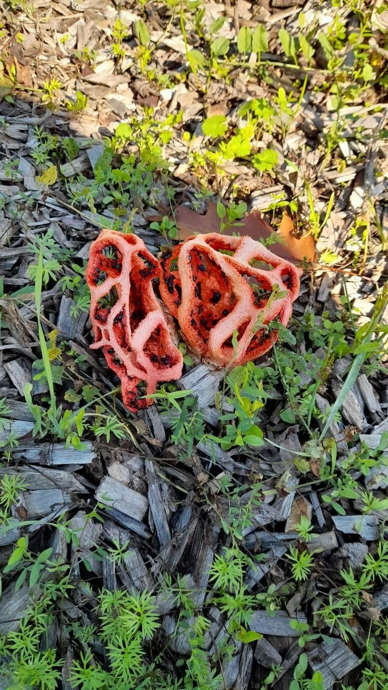 Hydnora 4