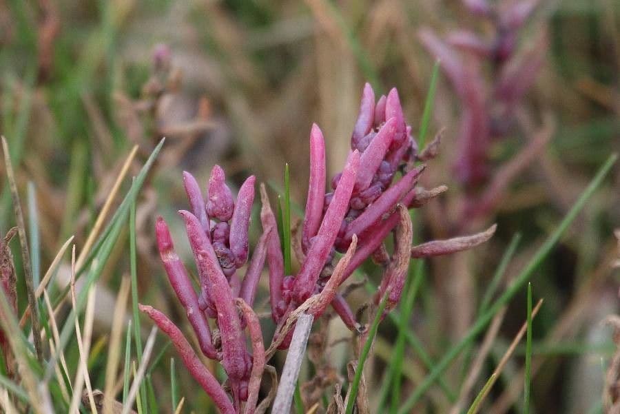Suaeda marittima 4