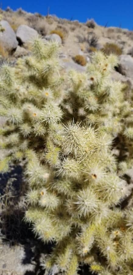 Ummantelte Cholla 15