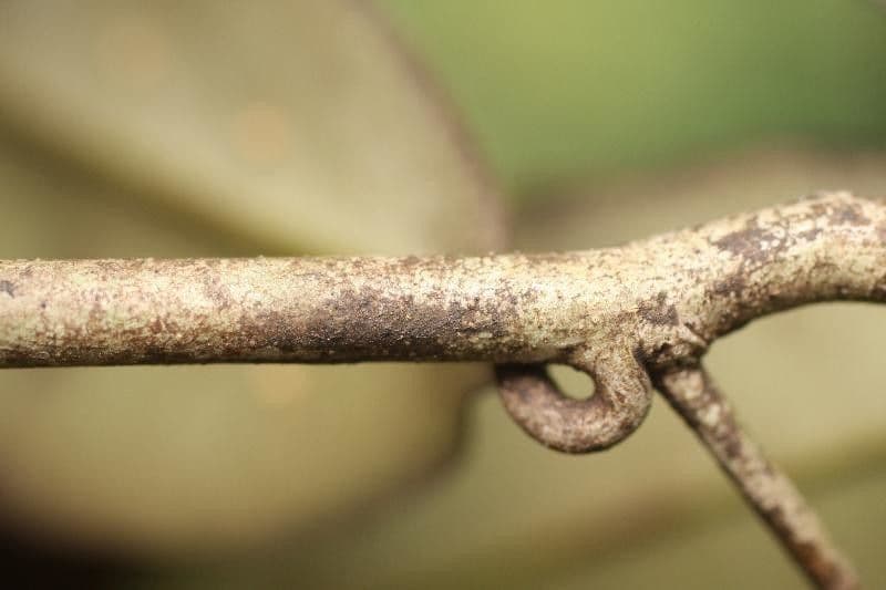 Micropholis guayanská 8