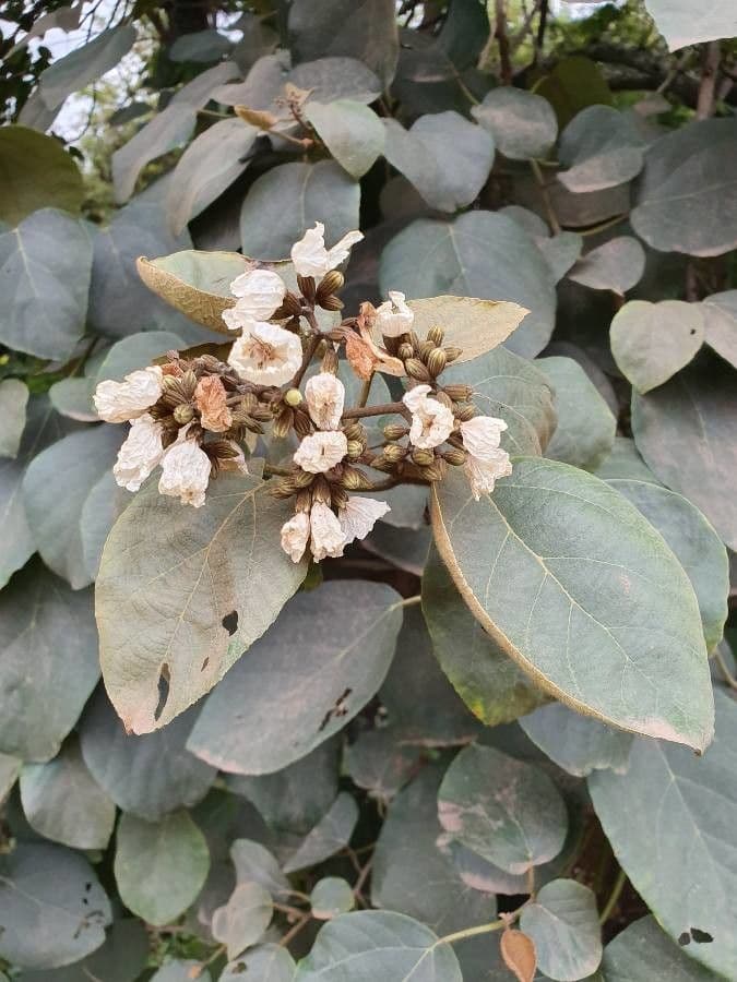 Cordia 6