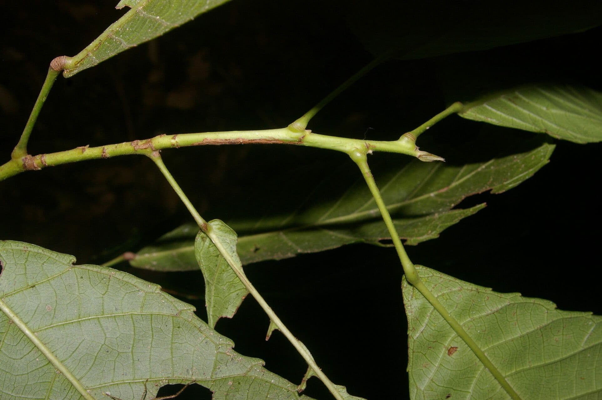 Cleidion 11