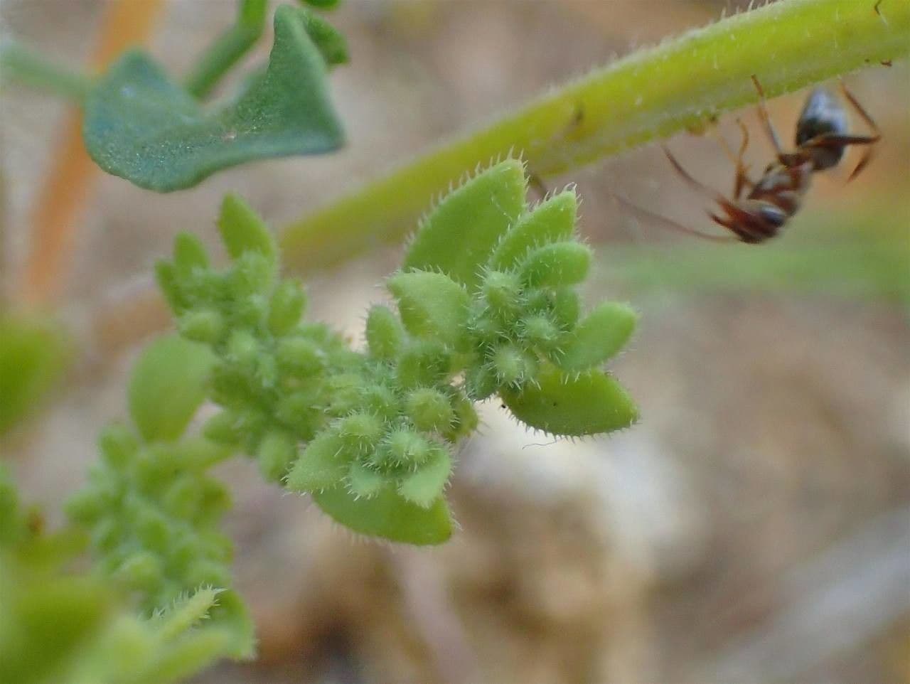 Herniaria hirsuta 2