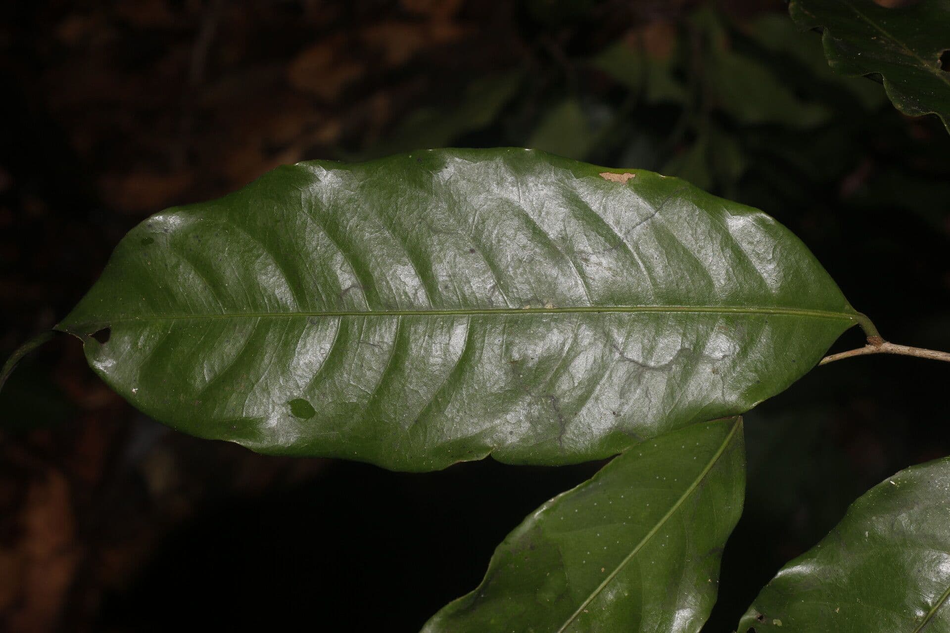 Eschweilera biflora 5