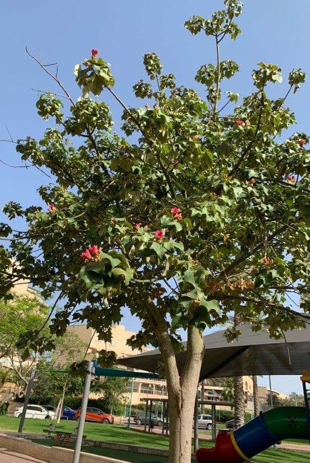 Brachychiton 13