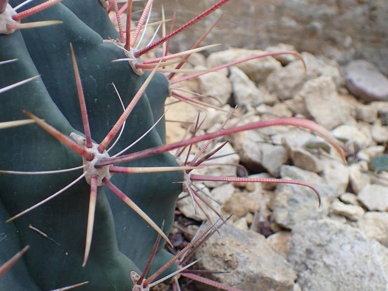 Cactus a botte di Emory 5