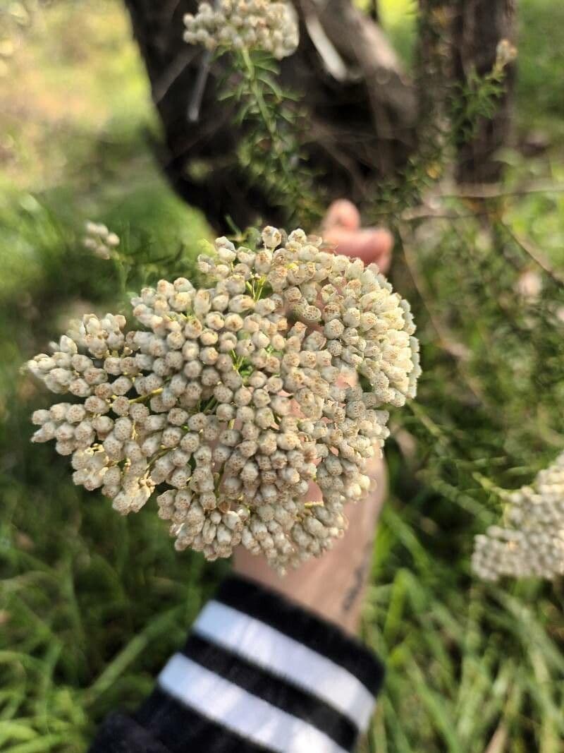 Achillea ligustica 5