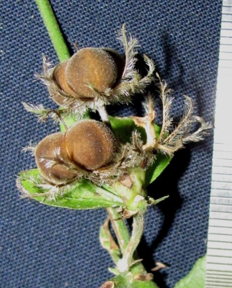Dalechampia 5