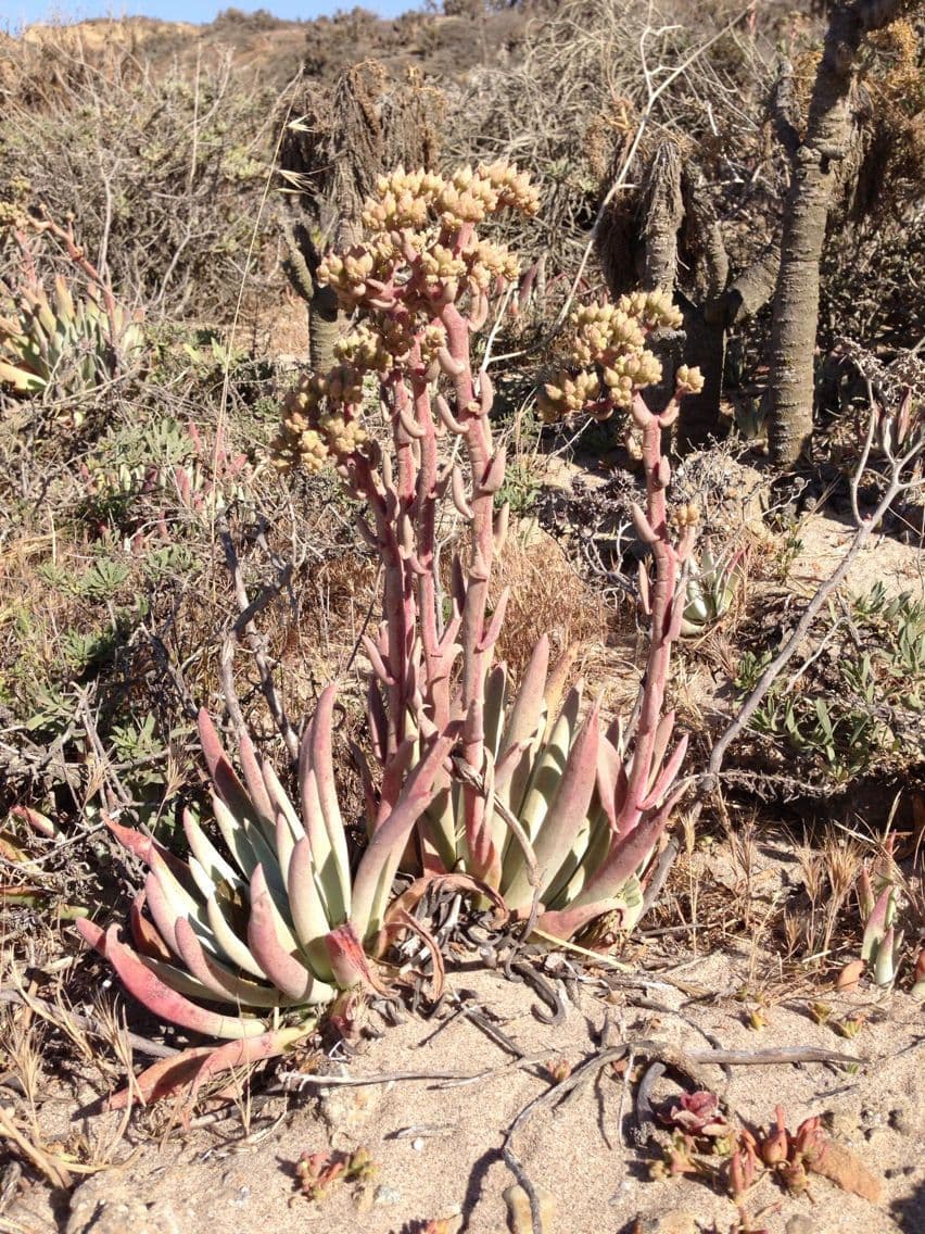 Dudleya verde 9