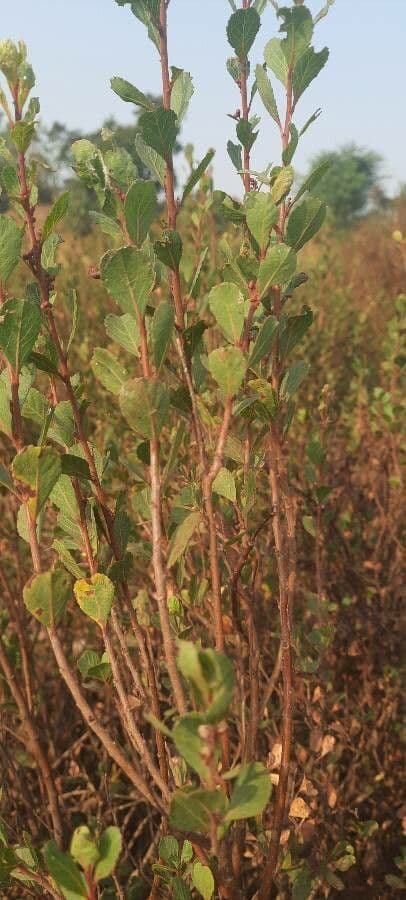Flueggea tinctoria 20
