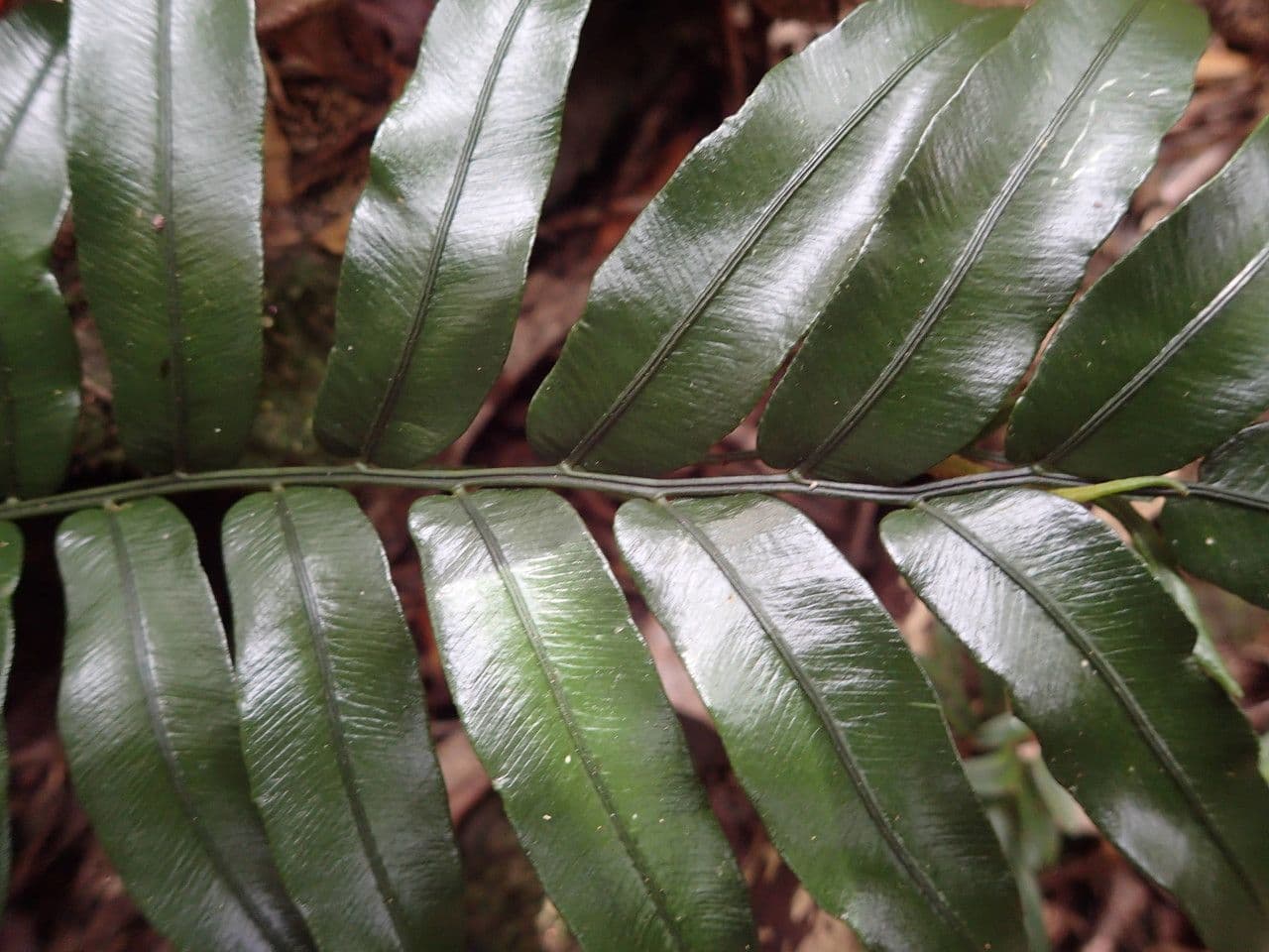 Lomariopsis 5