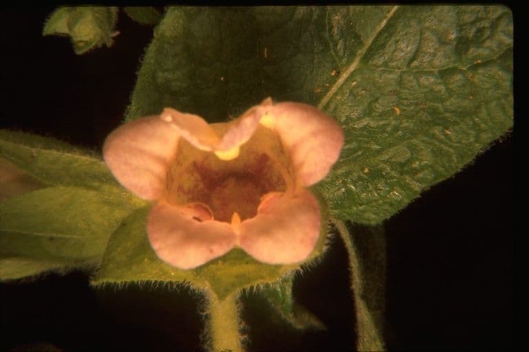 Lepechinia calycina 3